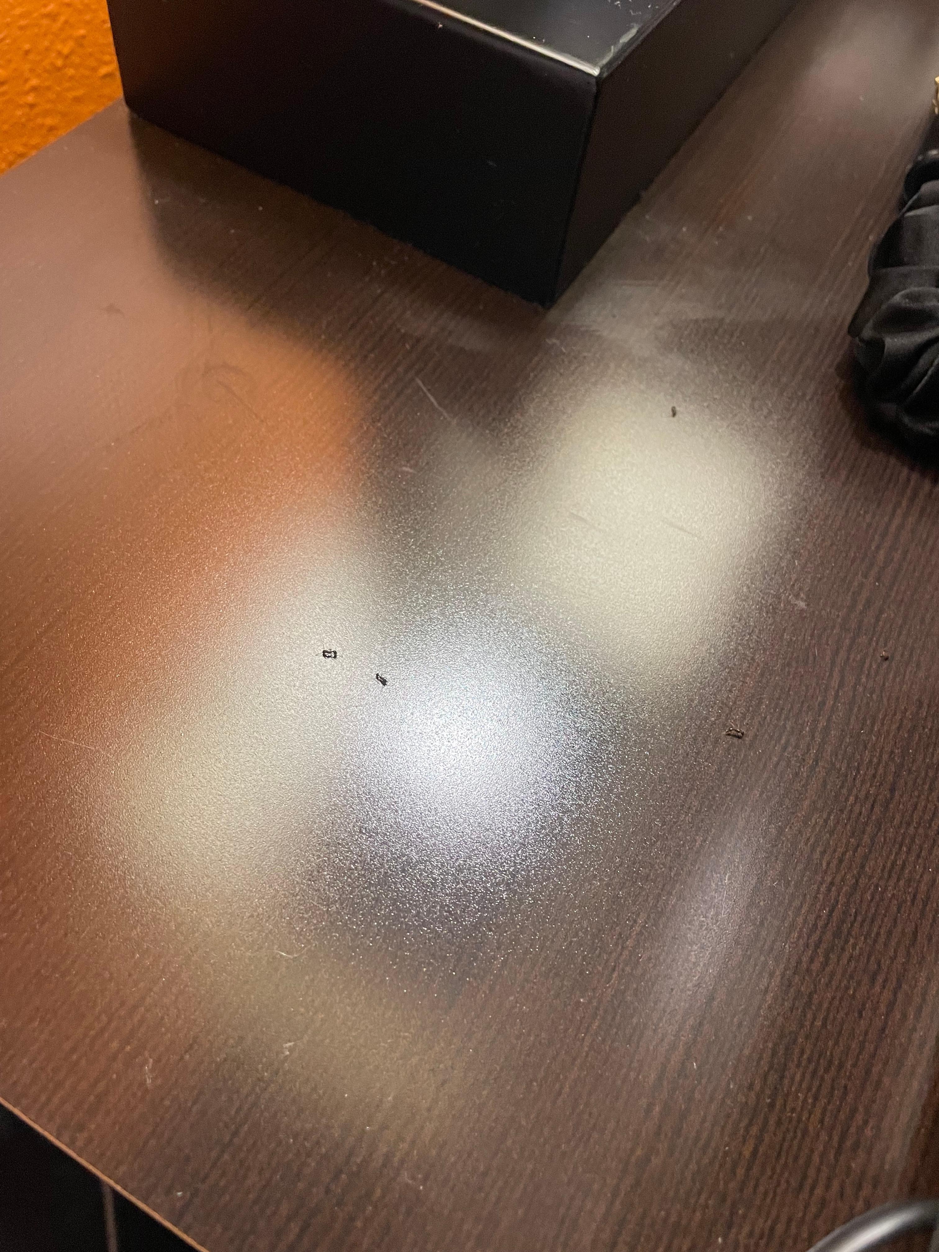 Ants on the night stand. There were more under the lamp once it was moved.
