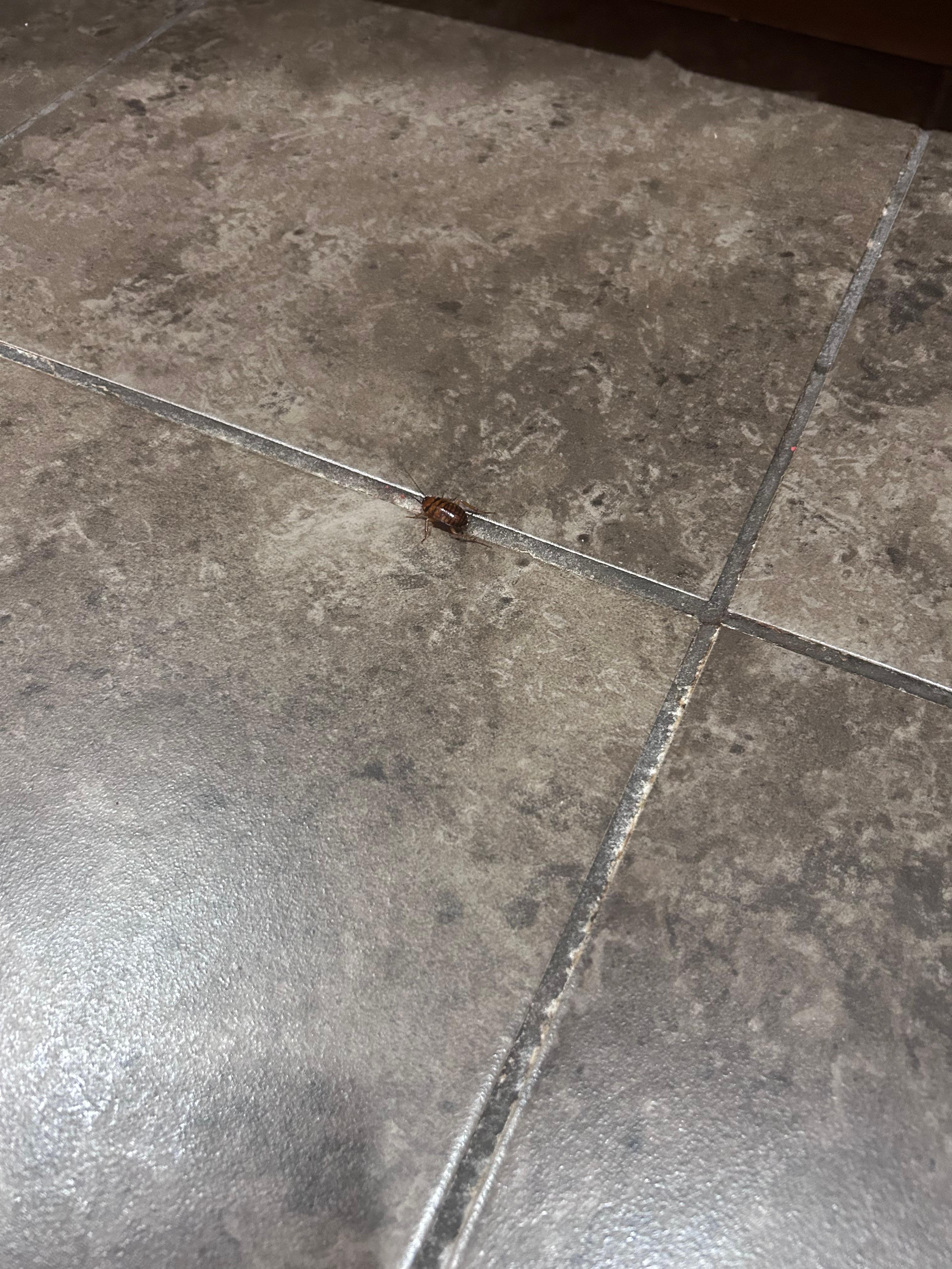 Just on of many roaches