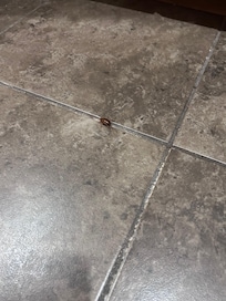 Just on of many roaches