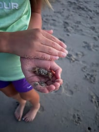 Kids loved all the beach animals there.