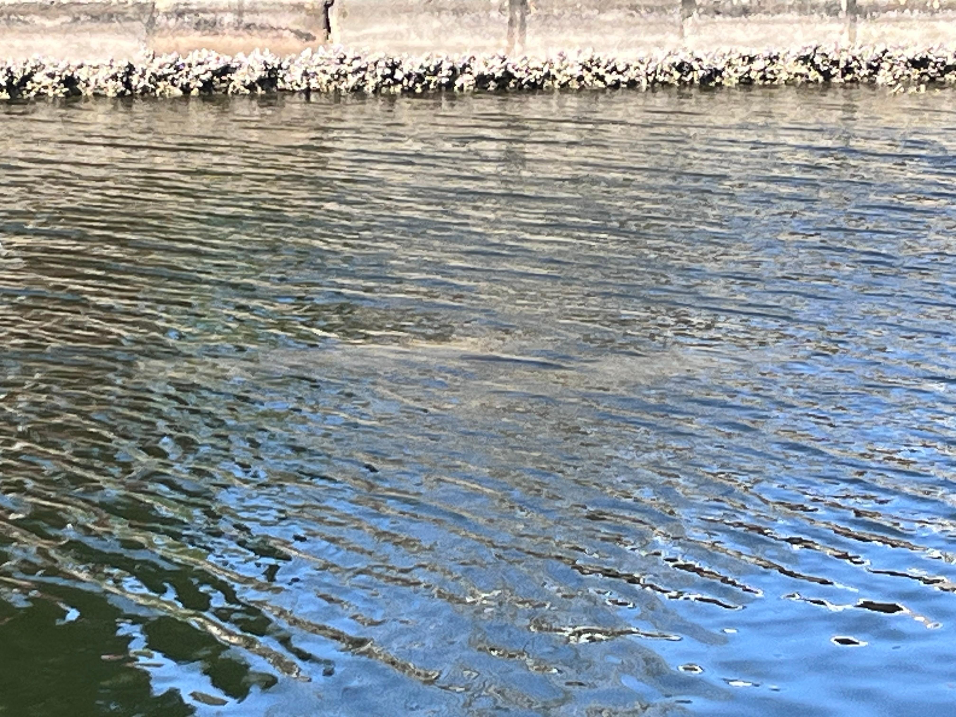 2 manatees swimming by the dock.