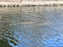 2 manatees swimming by the dock.