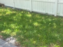 Grass/weeds iby the pool In need of attention.