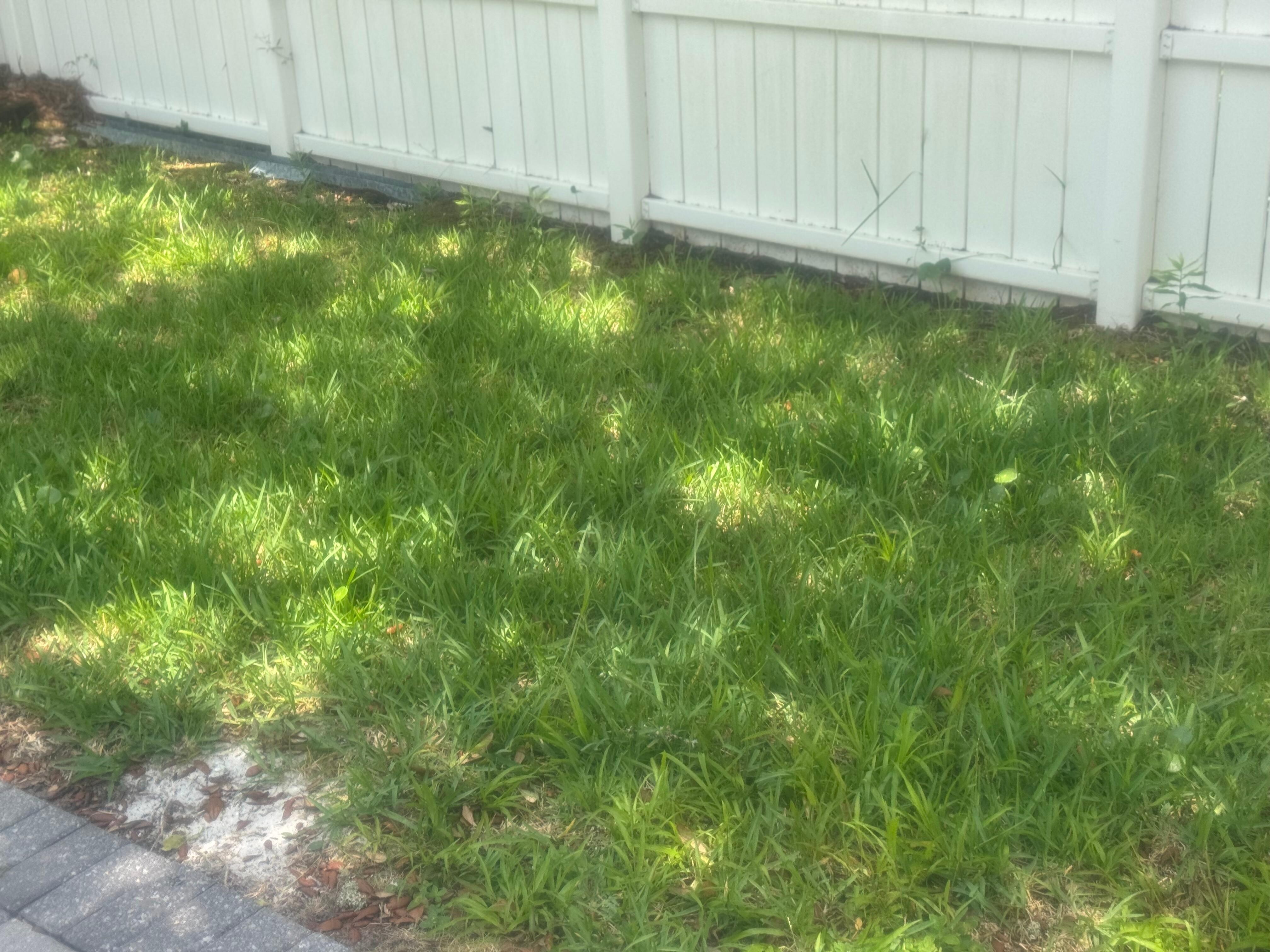 Grass/weeds iby the pool In need of attention.