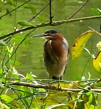 Outside my window...