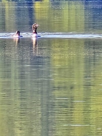 Lots of wildlife.