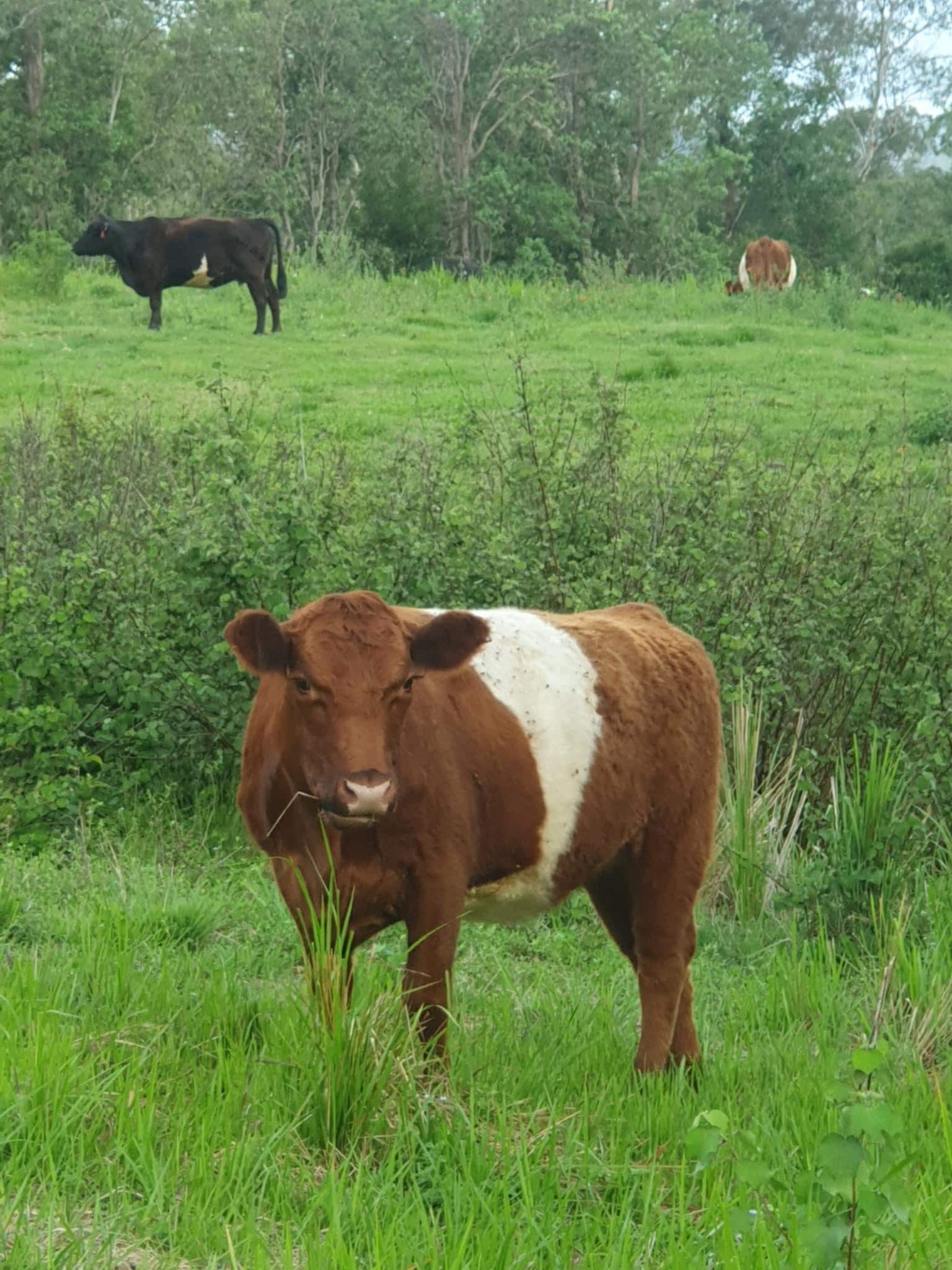 One of the friendly visitors. 