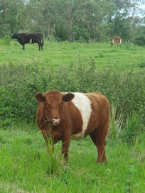 One of the friendly visitors.