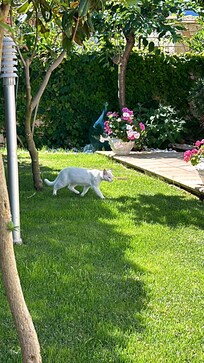 Garten mit Besucherkstze