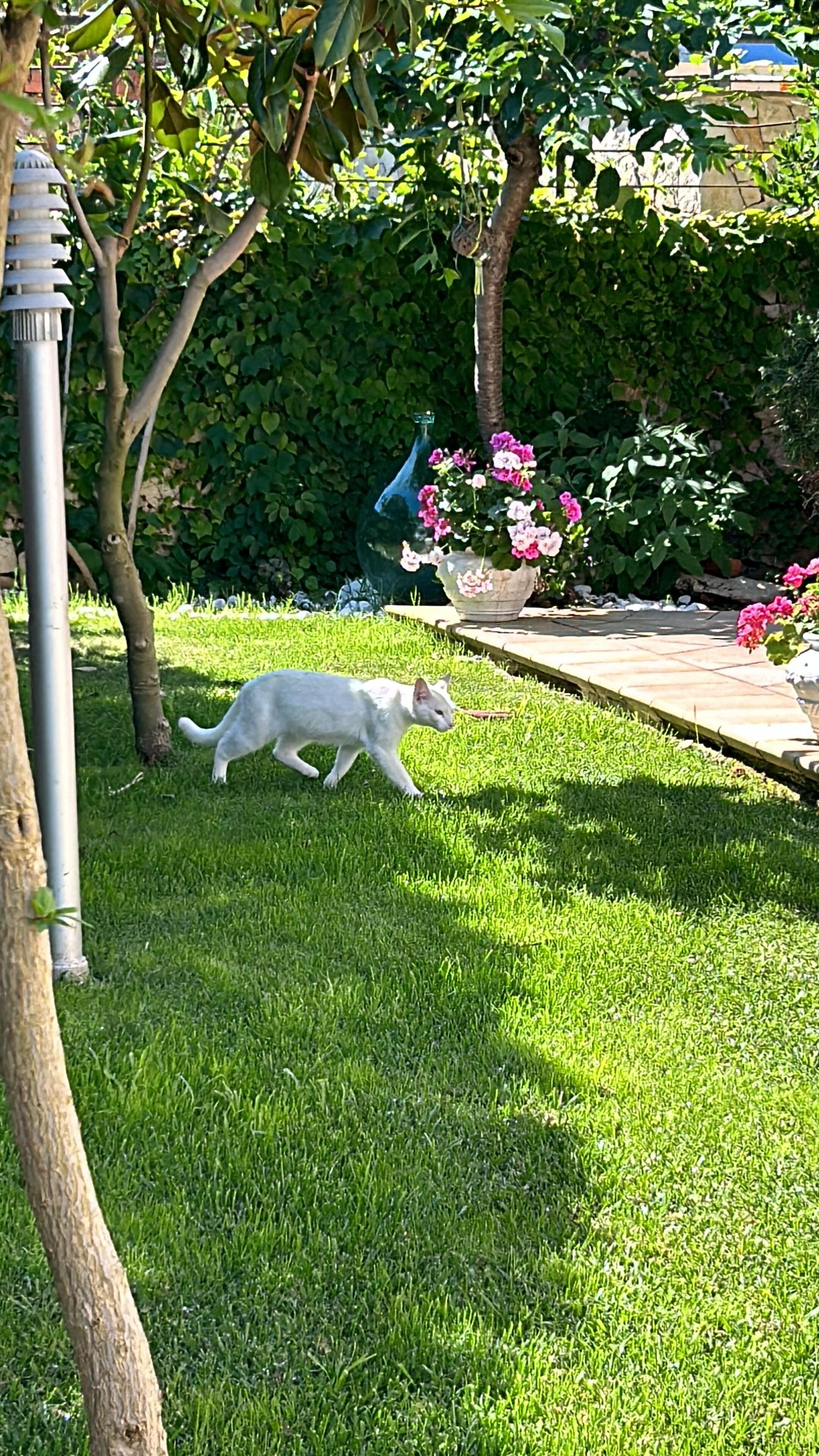 Garten mit Besucherkstze