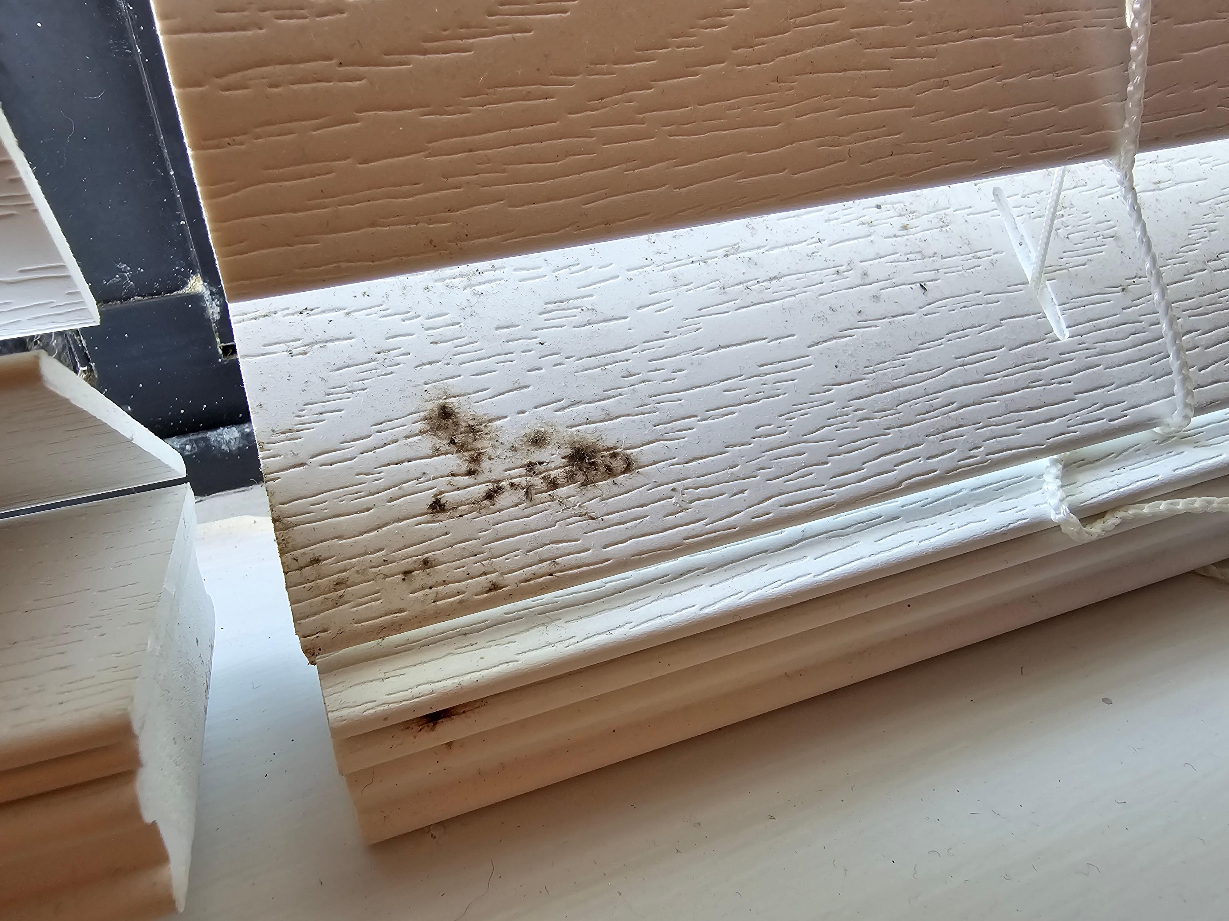 Mold in windows 