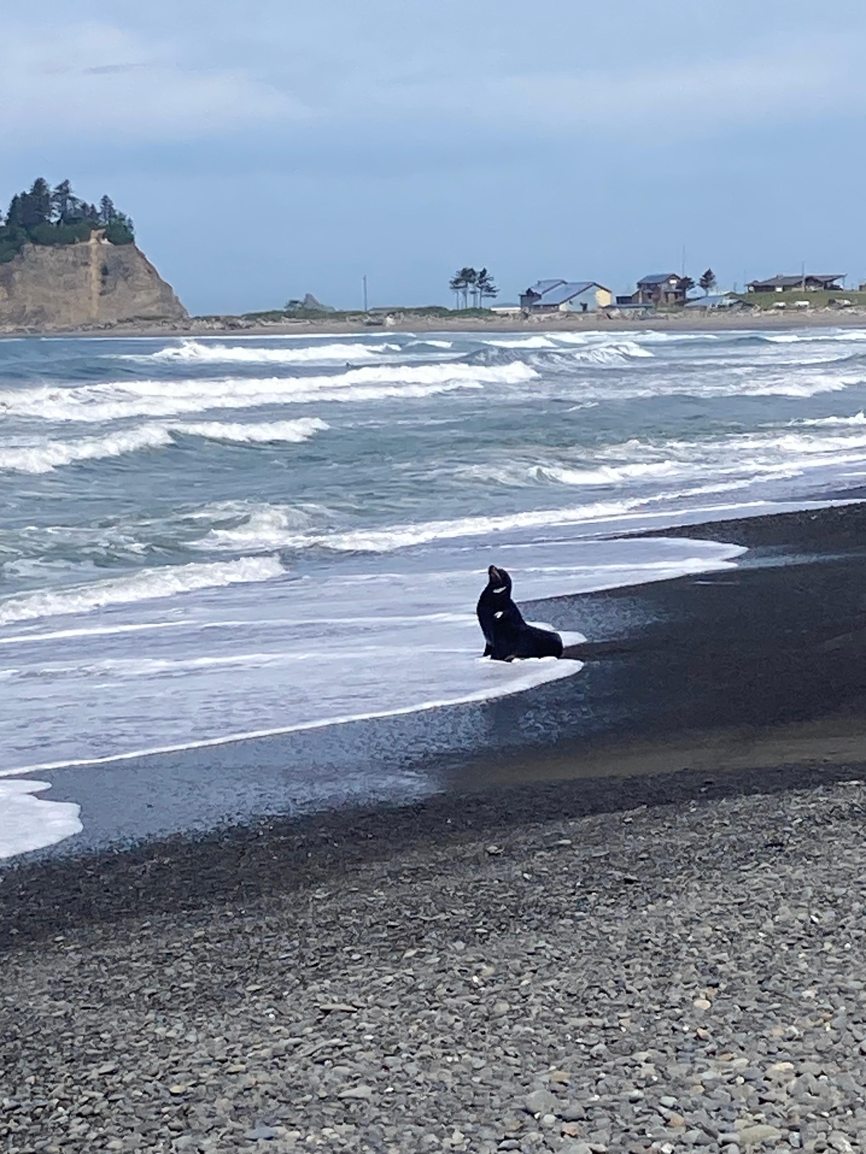 Sea lion on the beach