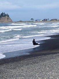 Sea lion on the beach