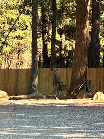 Mother and two fawns