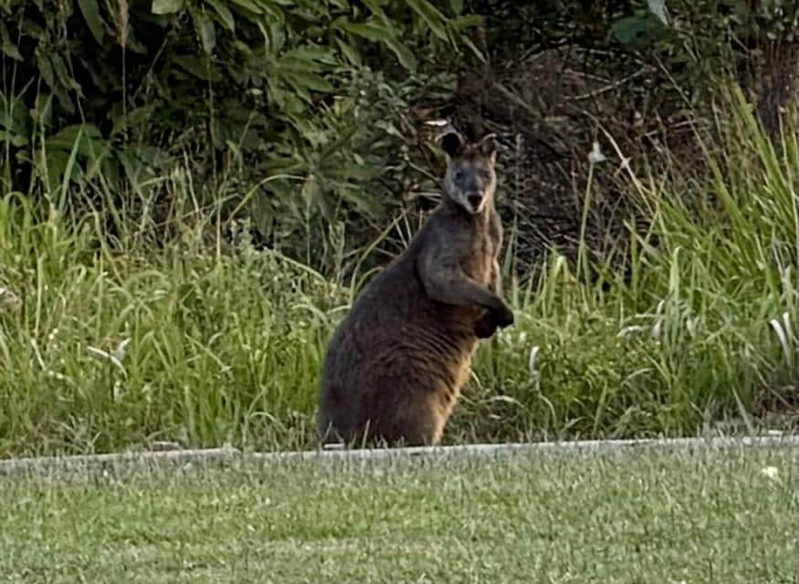 Swamp Wallaby 