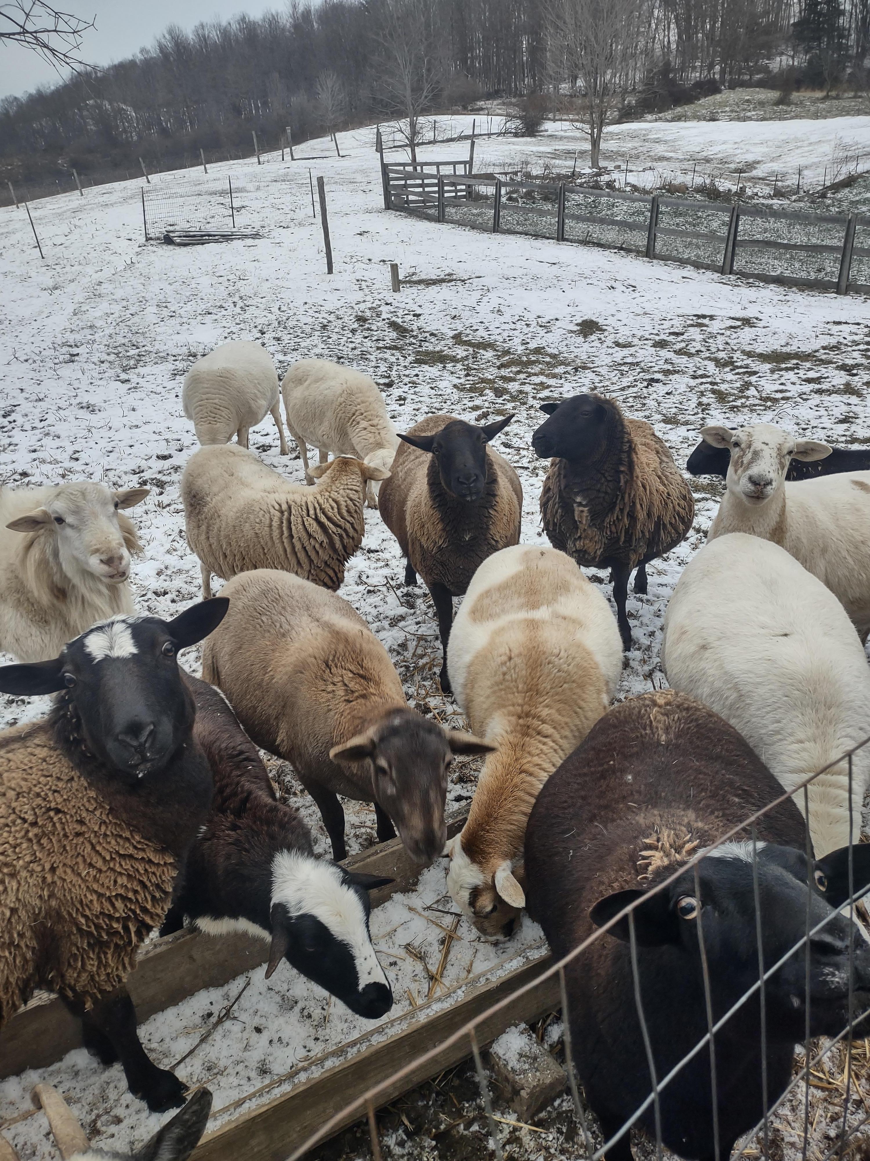 Goat and Lamb Clan!!! XOXO 