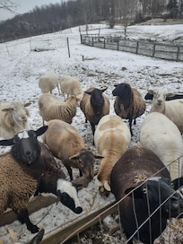 Goat and Lamb Clan!!! XOXO