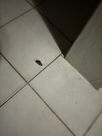 Roach found on floor in the morning