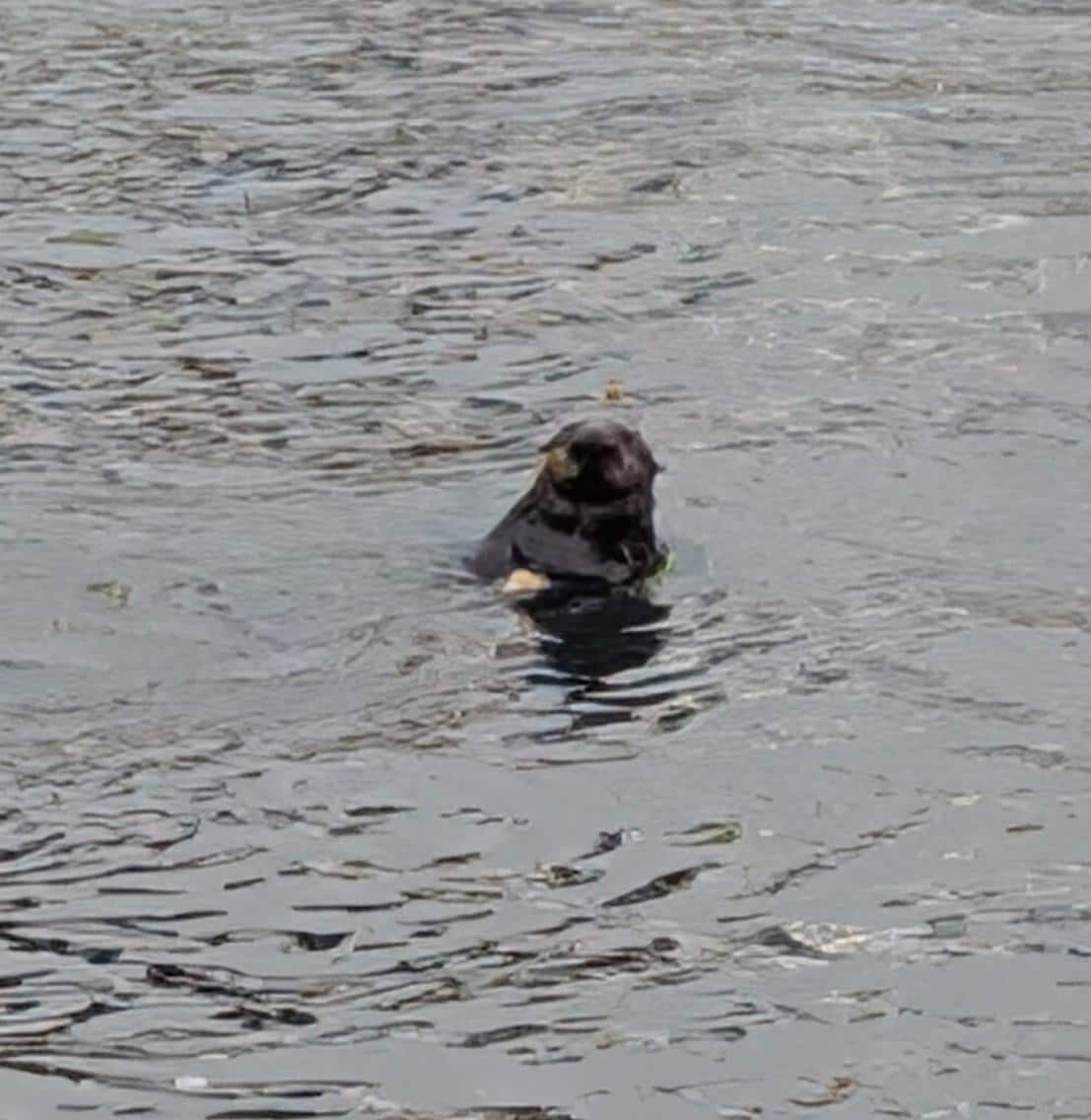 Otter playing 10 yards from our cocktails on the deck