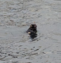 Otter playing 10 yards from our cocktails on the deck