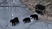 Neighbor Bear Momma with cubs