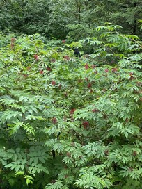 So many berries!