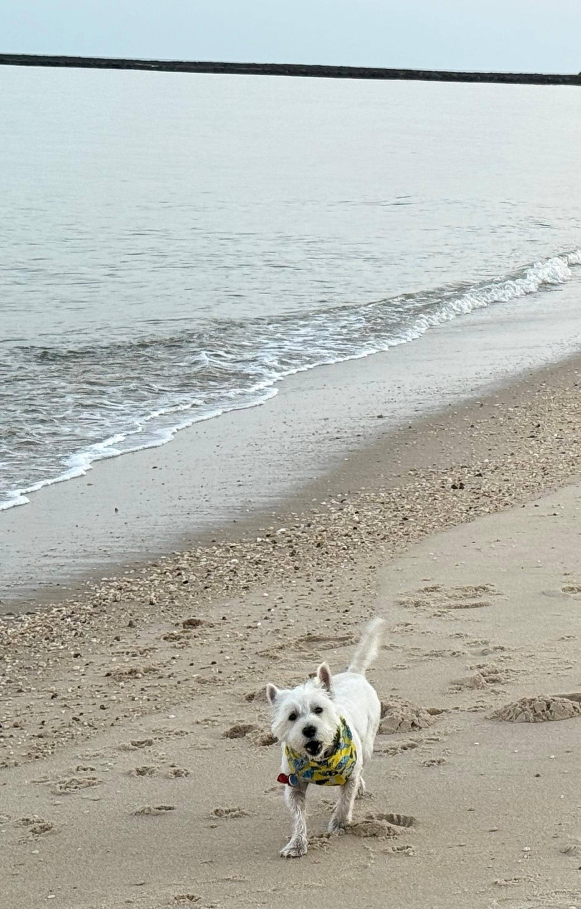 Rufus checking out Higbee Beach in the early morning