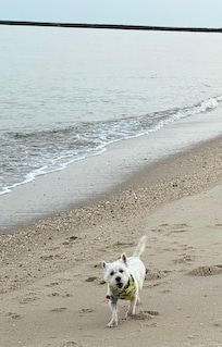 Rufus checking out Higbee Beach in the early morning