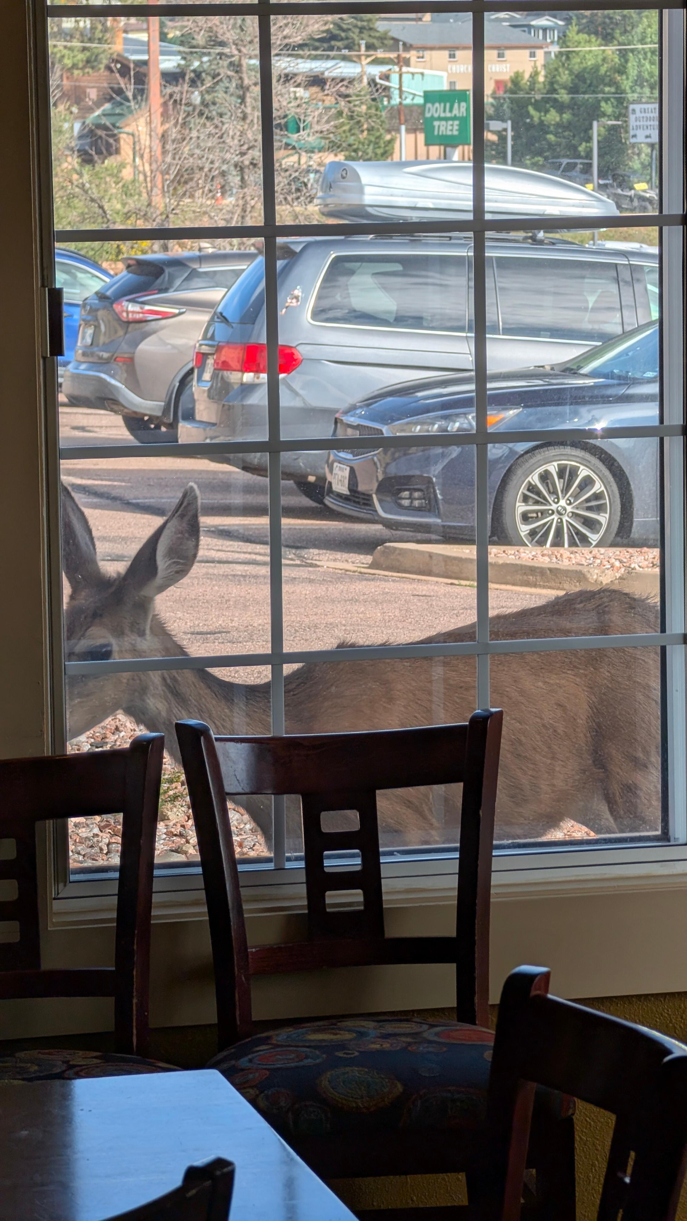 A deer walked right up to the window while we ate our complimentary breakfast