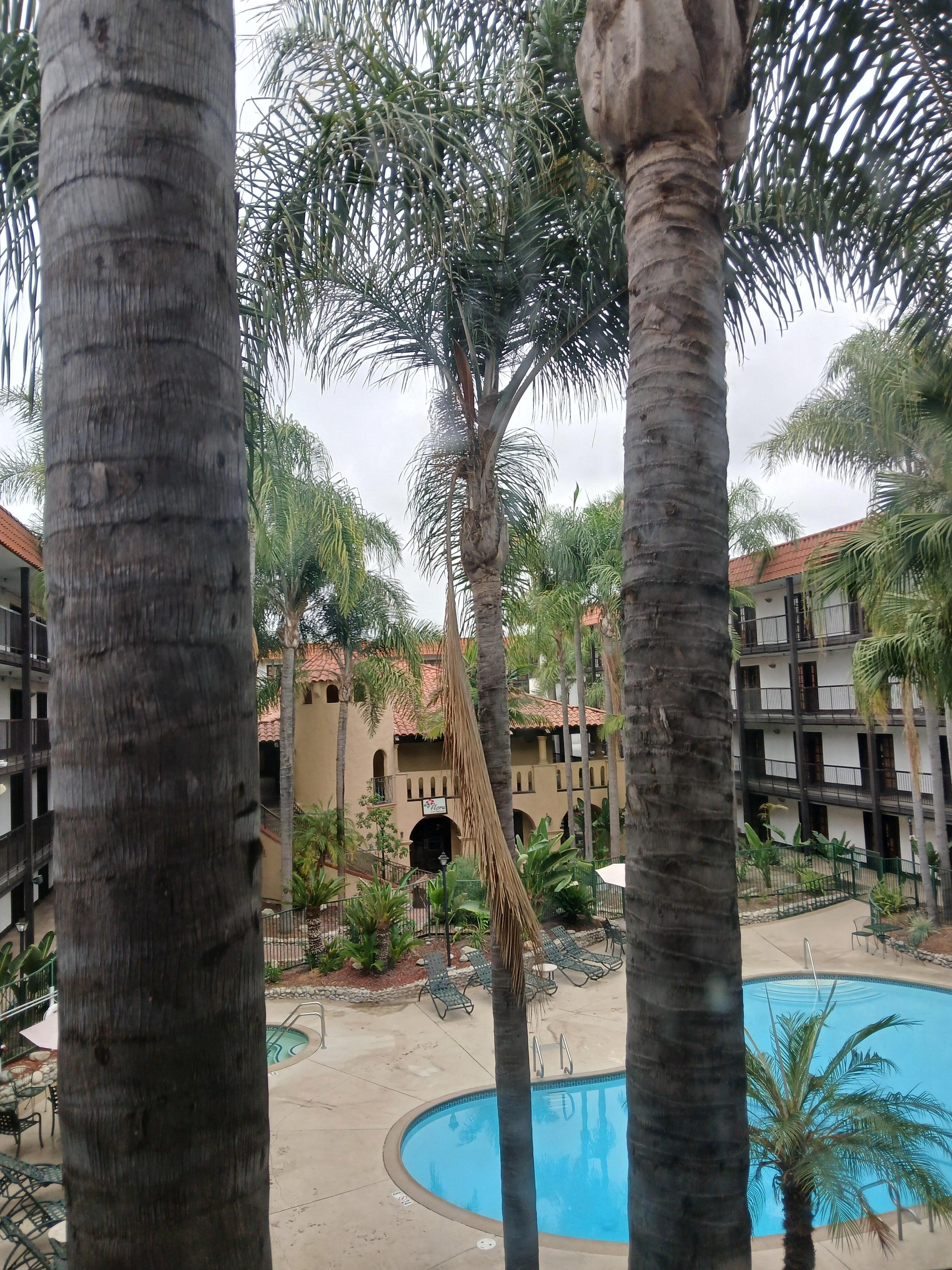 Palm trees ready to take you out. 