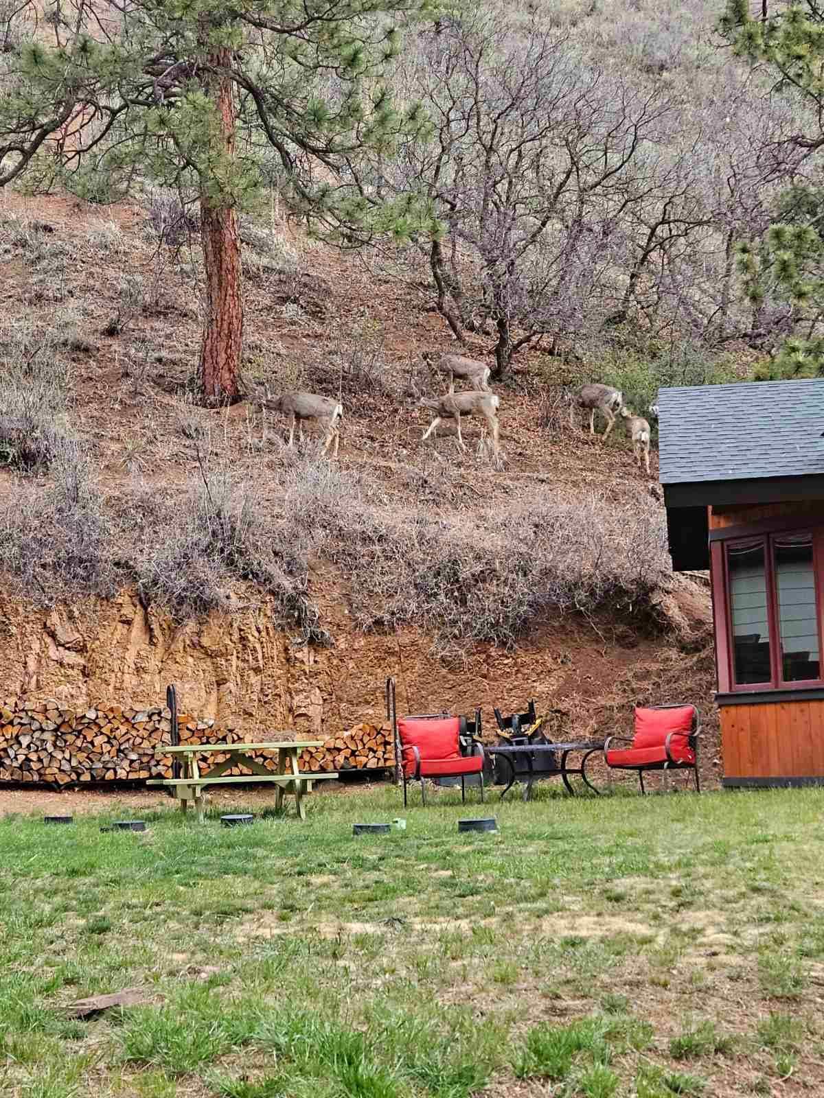 Some deer greeted us