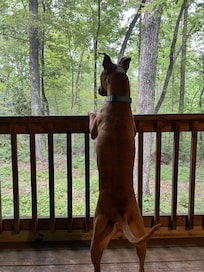 Our dog enjoyed the back porch too.