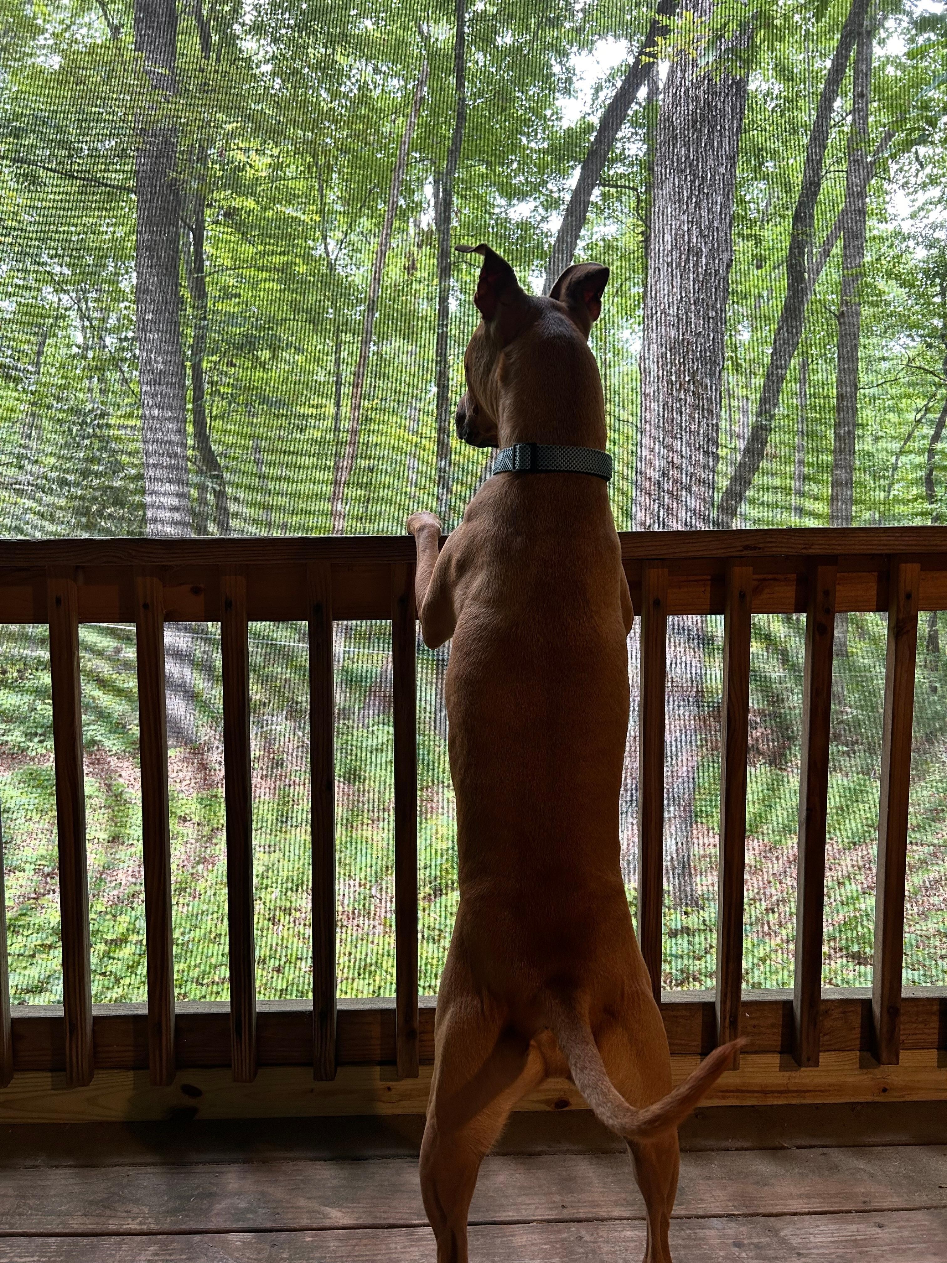 Our dog enjoyed the back porch too. 