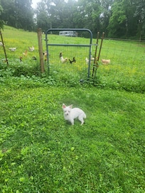 Shelby posing with the chickens.