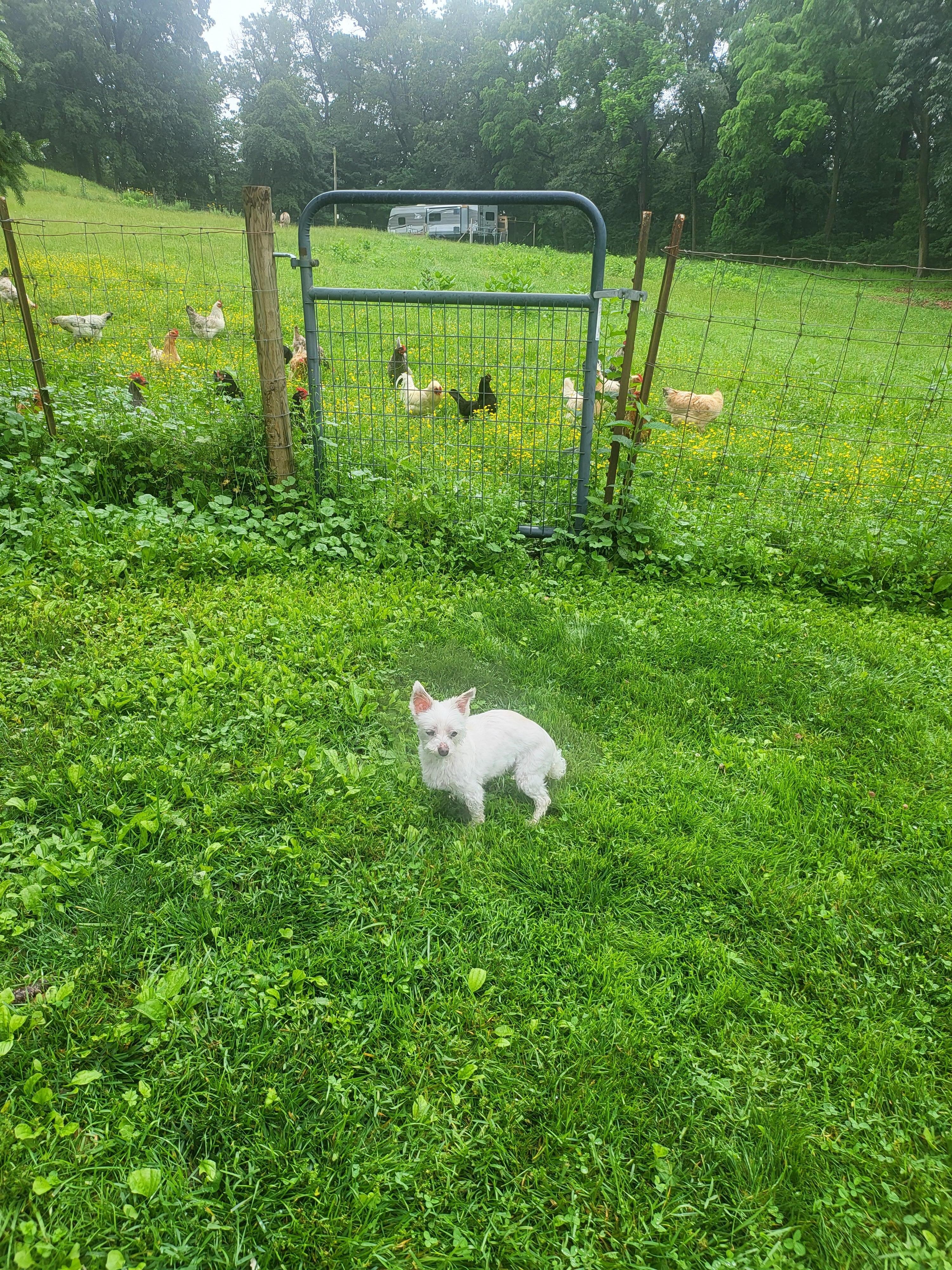 Shelby posing with the chickens.