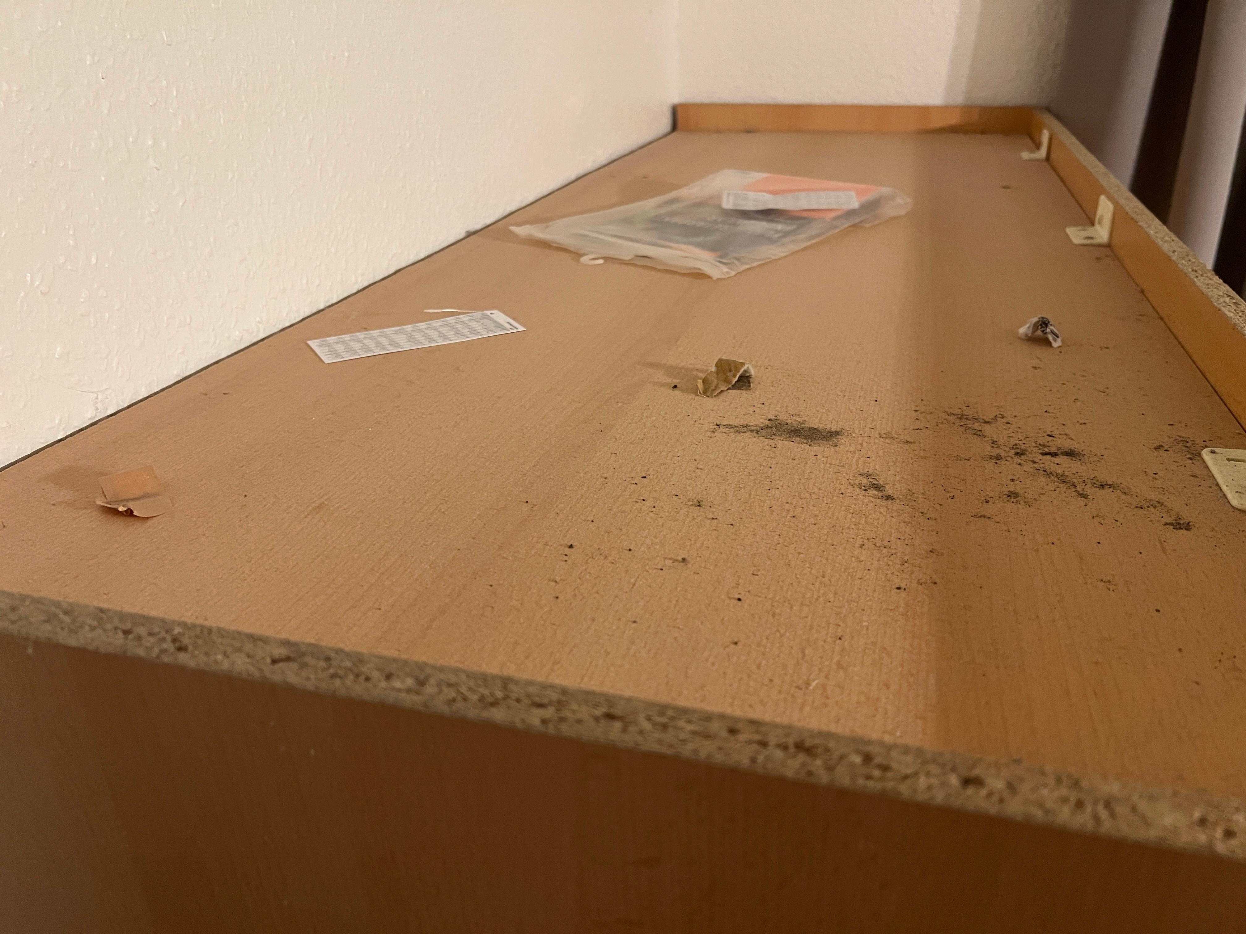 Mold falling off from the ceiling 