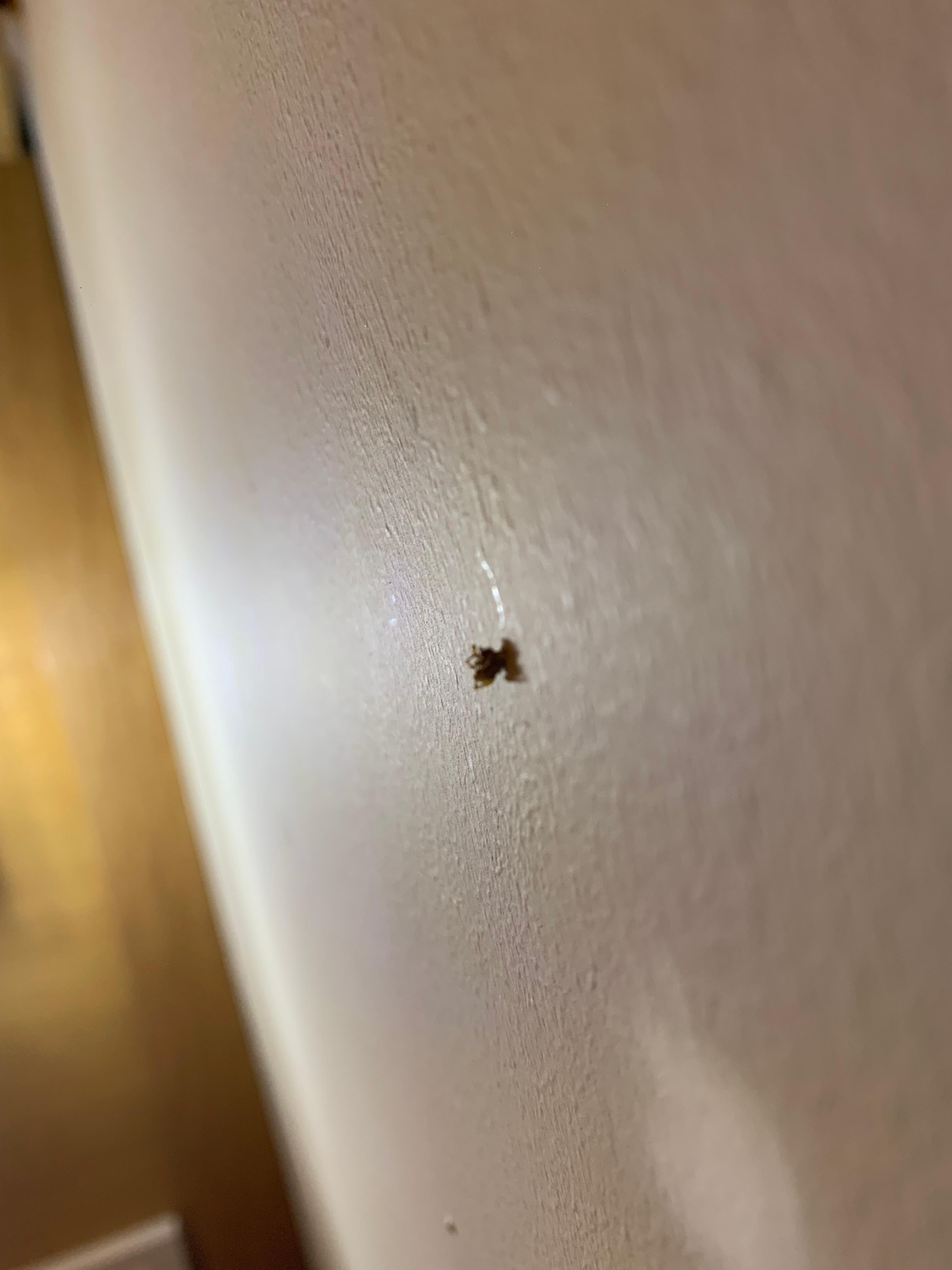 Spider exoskeleton 