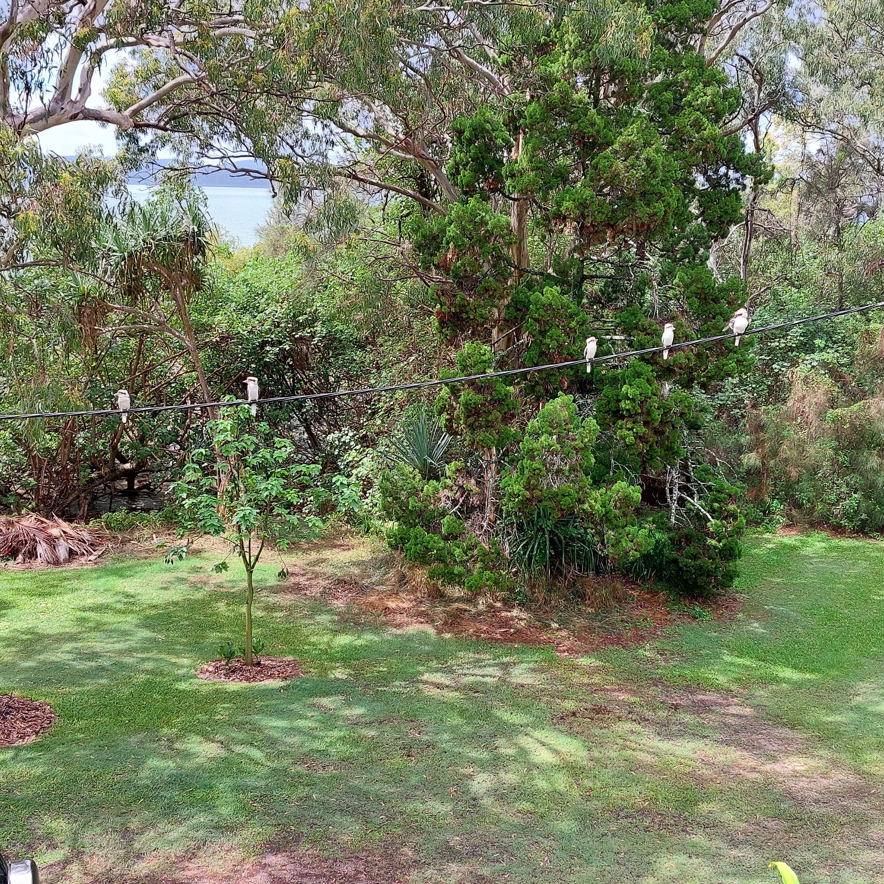 Kookaburras came to visit.