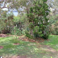 Kookaburras came to visit.