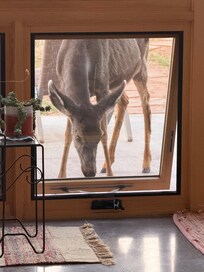 A friendly visitor at the window
