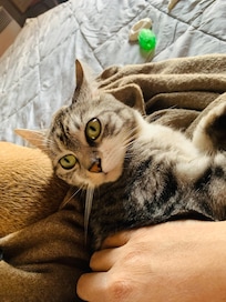 Bon accueil pour ma chatte mau égyptien