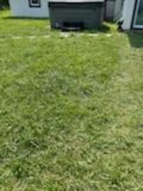 Tall grass