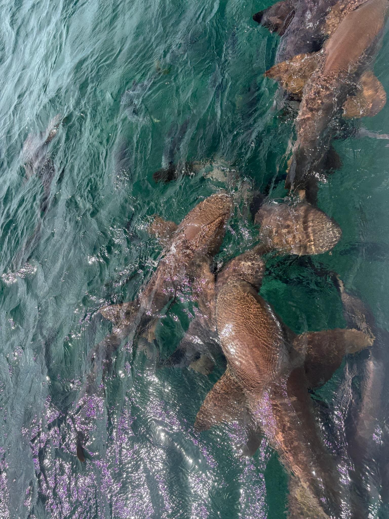 Swam with sharks on our excursion 