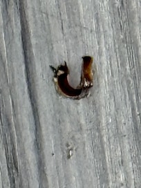 Cockroach after I smashed him off the bed