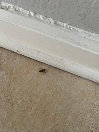 Roaches in the apartment