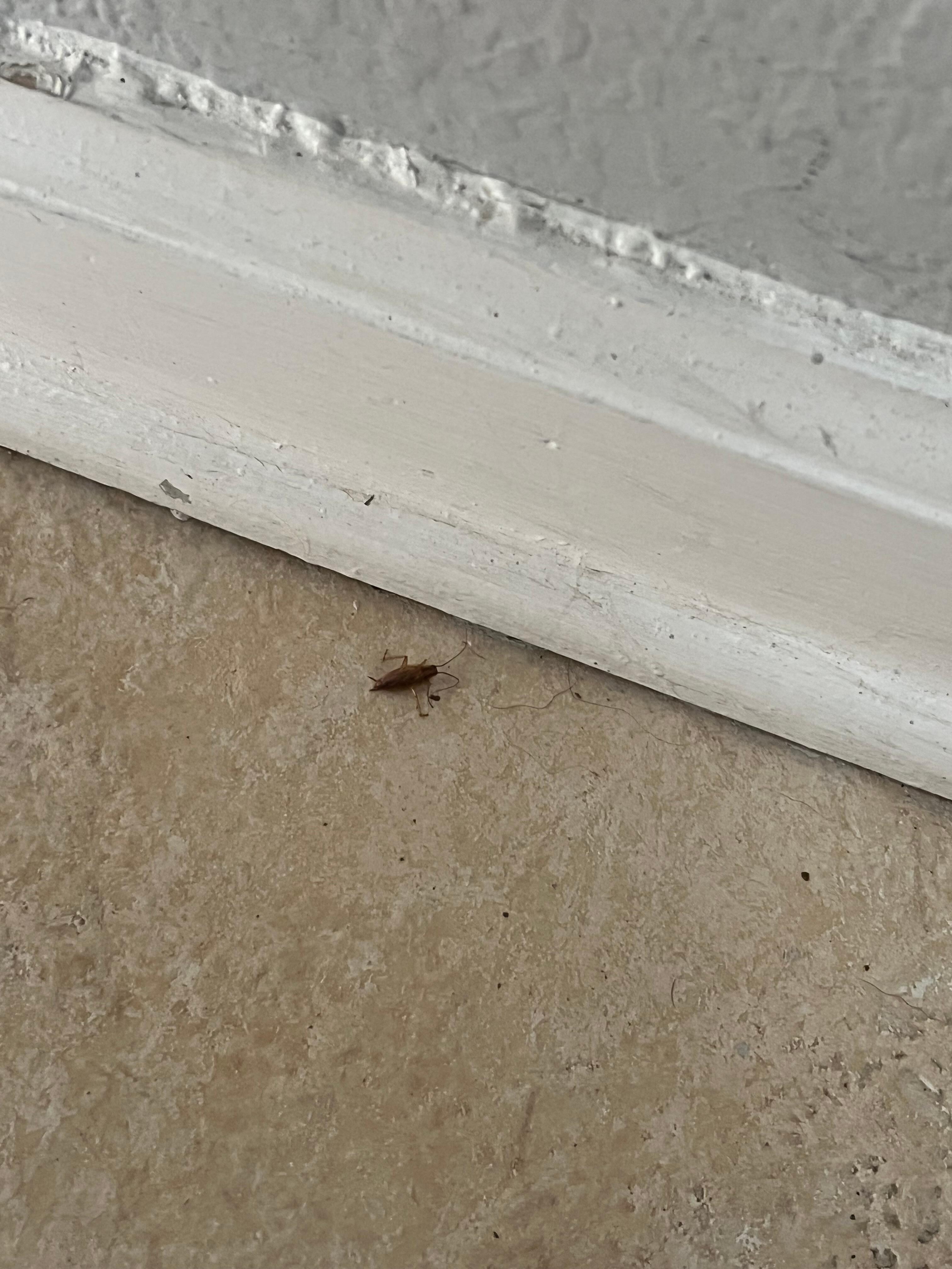 Roaches in the apartment 