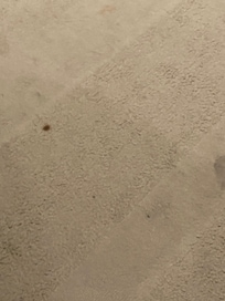 Stains in carpet of renovated room