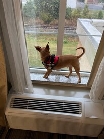 Our little service dog had to check it out. The hotel is Mr Peanut approved!!!!