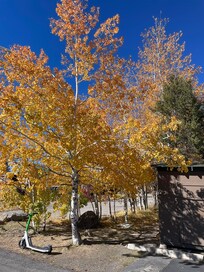 Gorgeous aspen tree in parking lot