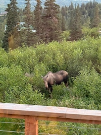 Moose outside